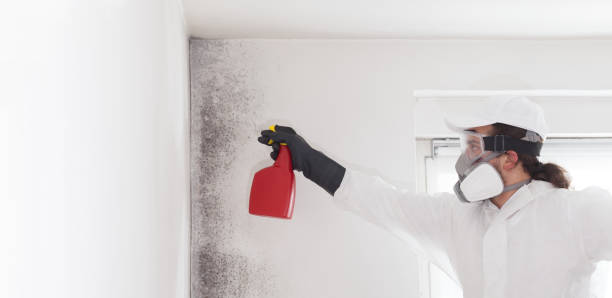 Best Health and Safety Mold Remediation in Leisure World, MD